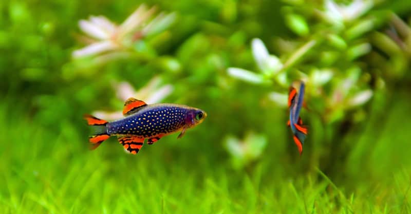 Danio margaritatus - Galaxy razbóra - Gyöngy dánió
