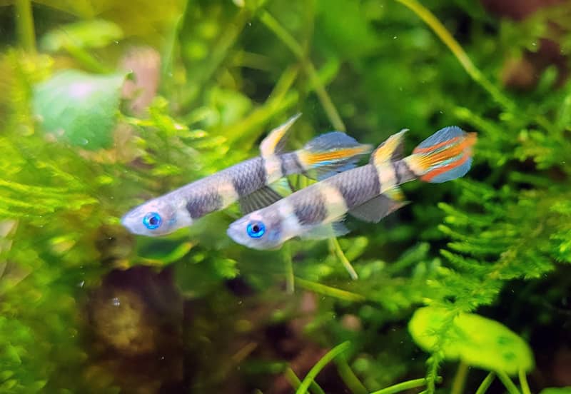 Epiplatys annulatus - Gyűrűs bohóccsuka