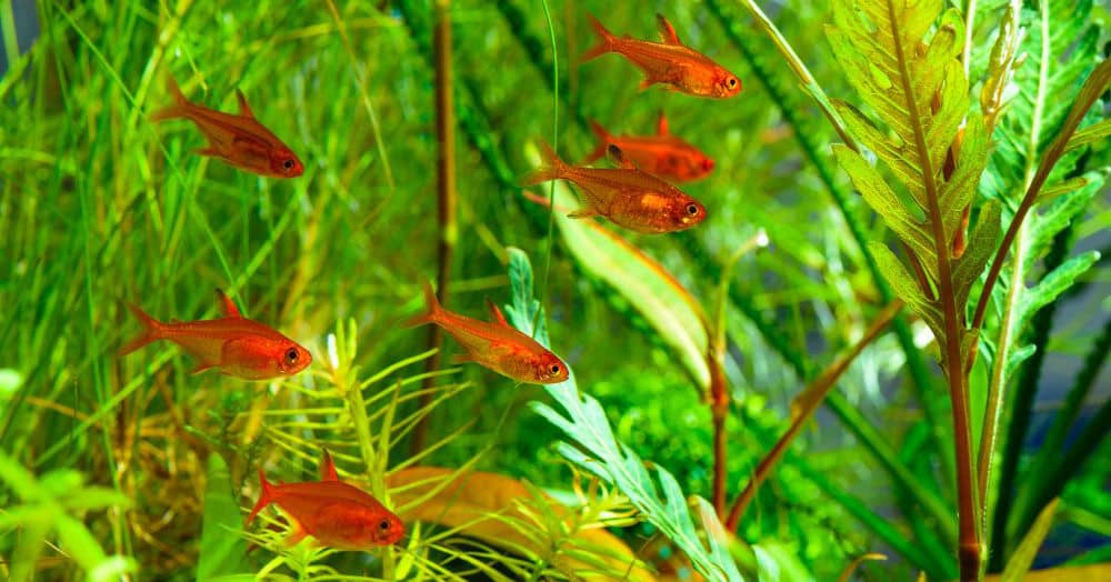 Hyphessobrycon amandae - Parázslazac - Amanda lazac