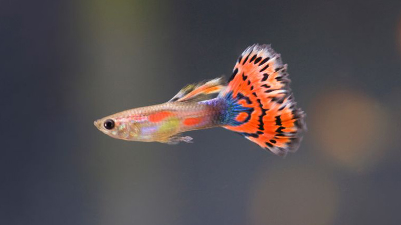 Poecilia reticulata - Szivárványos guppi