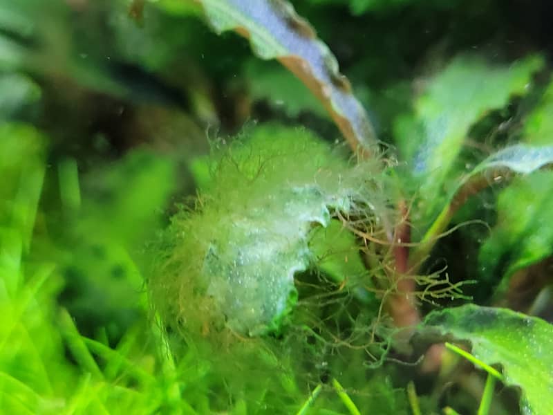 Agancsalga – Staghorn alga kezelése