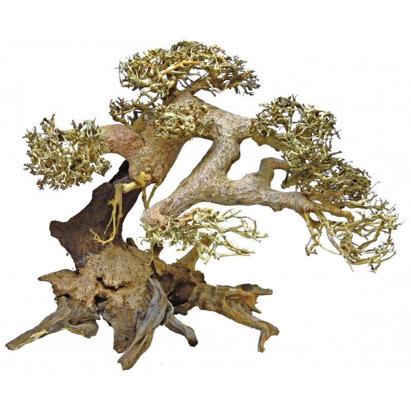 Bonsai fa