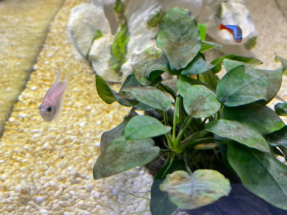 Barna alga növényeken