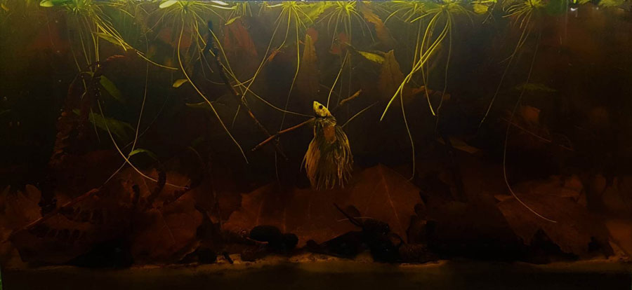 Betta akvárium - Kép: Keresztes Klementina tenyésztő