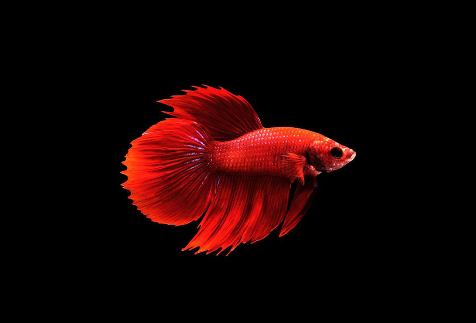 Betta - roundtail