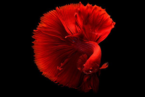 Betta splendens