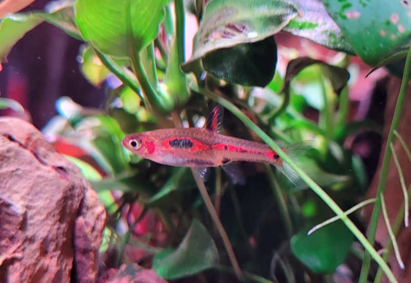 Boraras merah nanohal
