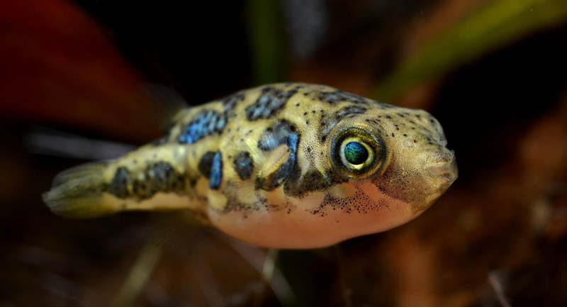 Carinotetraodon travancoricus - Törpe gömbhal - nanohal
