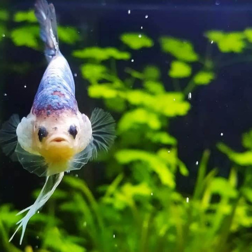 Sziámi harcoshal - Betta tartása kezdőknek
