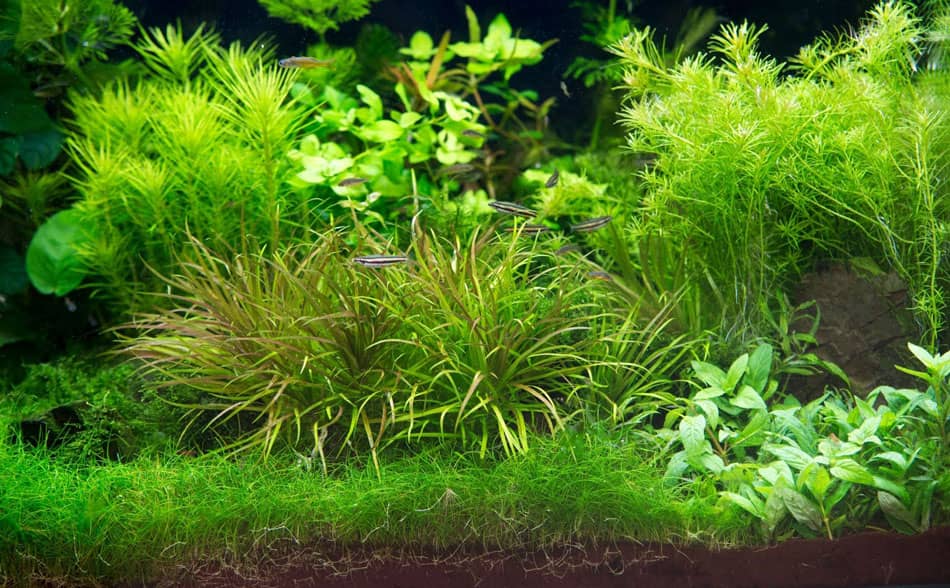 Egészséges akvárium