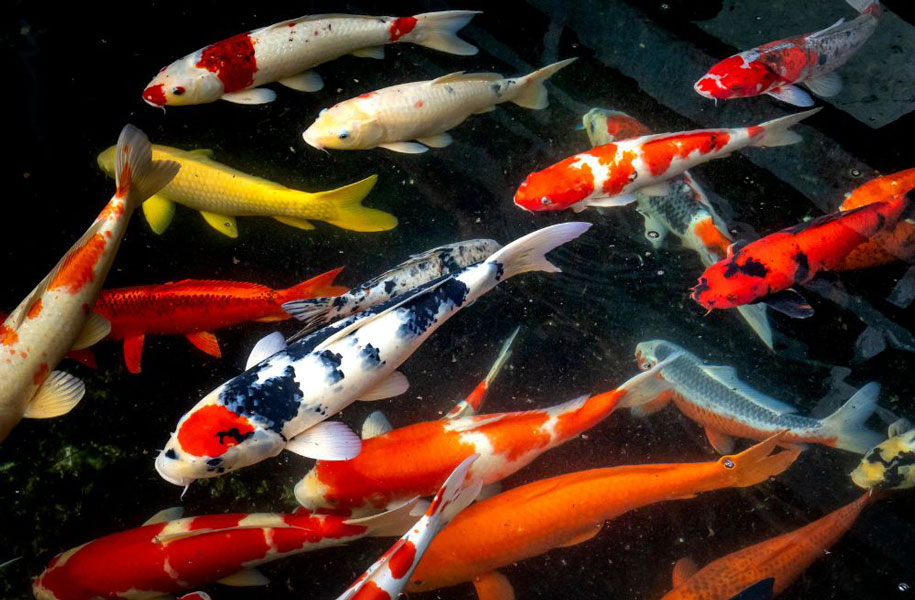 KOI