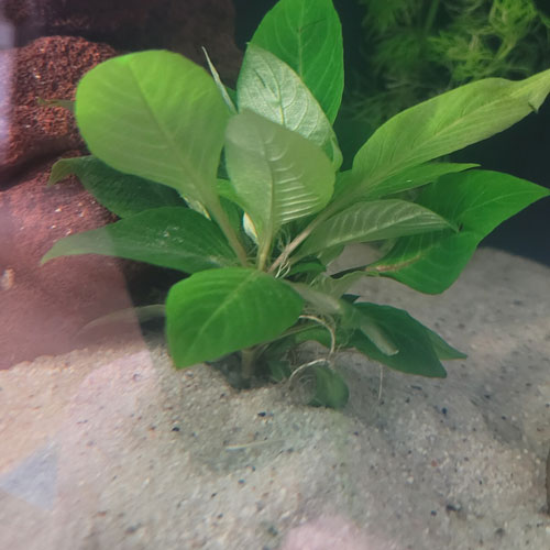 Akváriumi talaj, kvarc homok