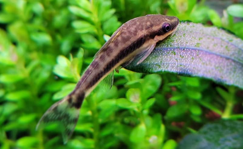Macrotocinclus affinis - Törpe szívóharcsa - Otocinclus affinis