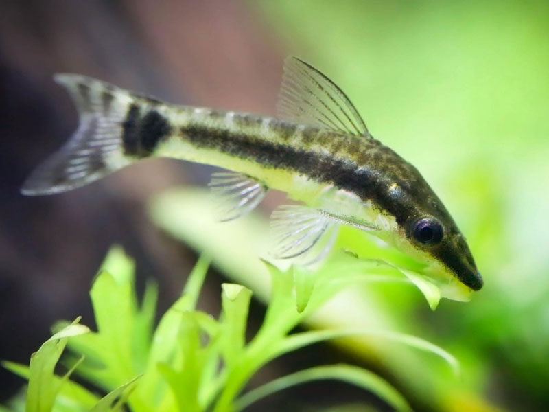 Törpe szívóharcsa (Otocinclus affinis)