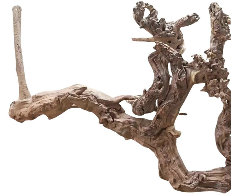 Sumatra Driftwood (mangrove)