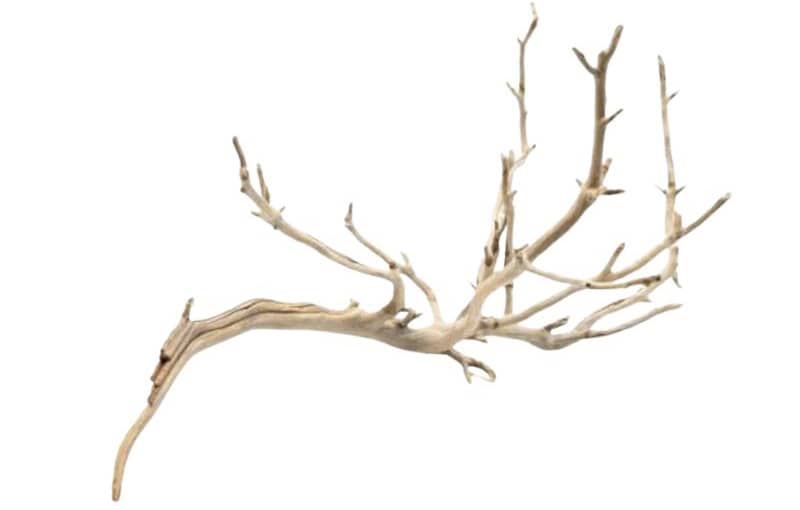 Manzanita Driftwood uszadékfa