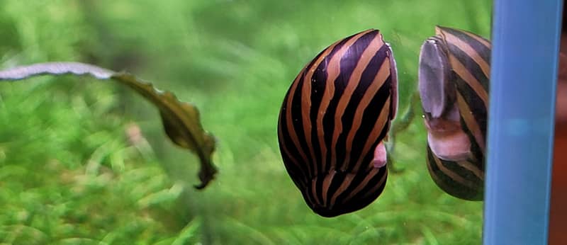 Zebra csiga - Neritina natalensis sp. zebra