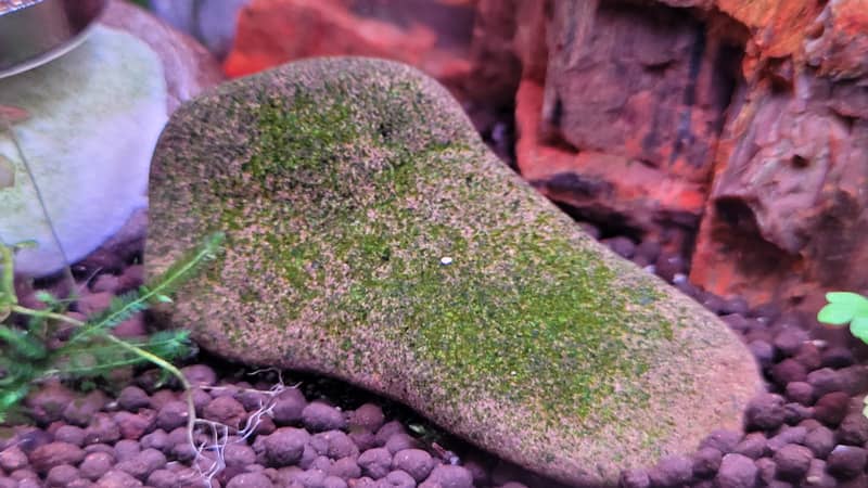 Zöld pontalga (Green Spot Algae, GSA)