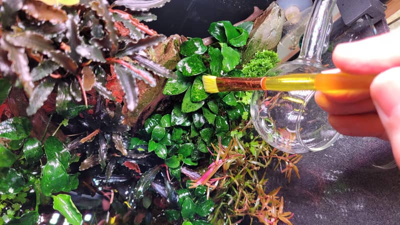 Zöld pontalga ecsetelése carbo folyadékkal