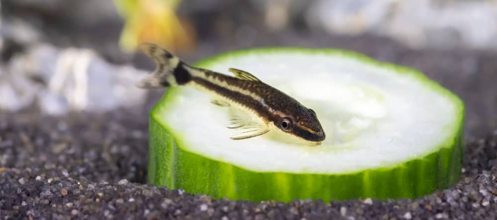 Otocinclus törpeharcsa uborkát eszik