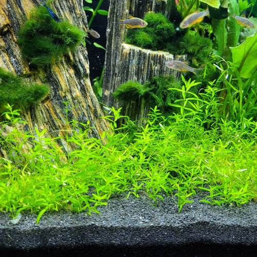 Akváriumi talaj, zúzott bazalt